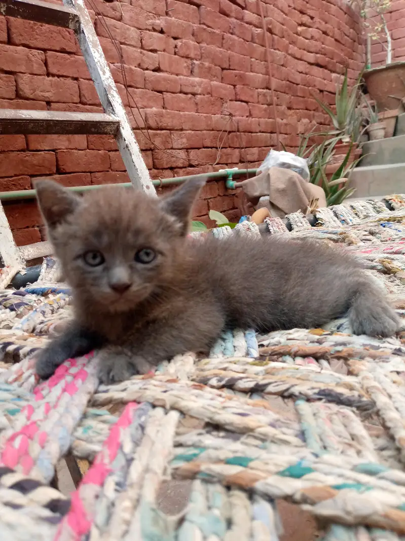 Persian kittens — photo 3