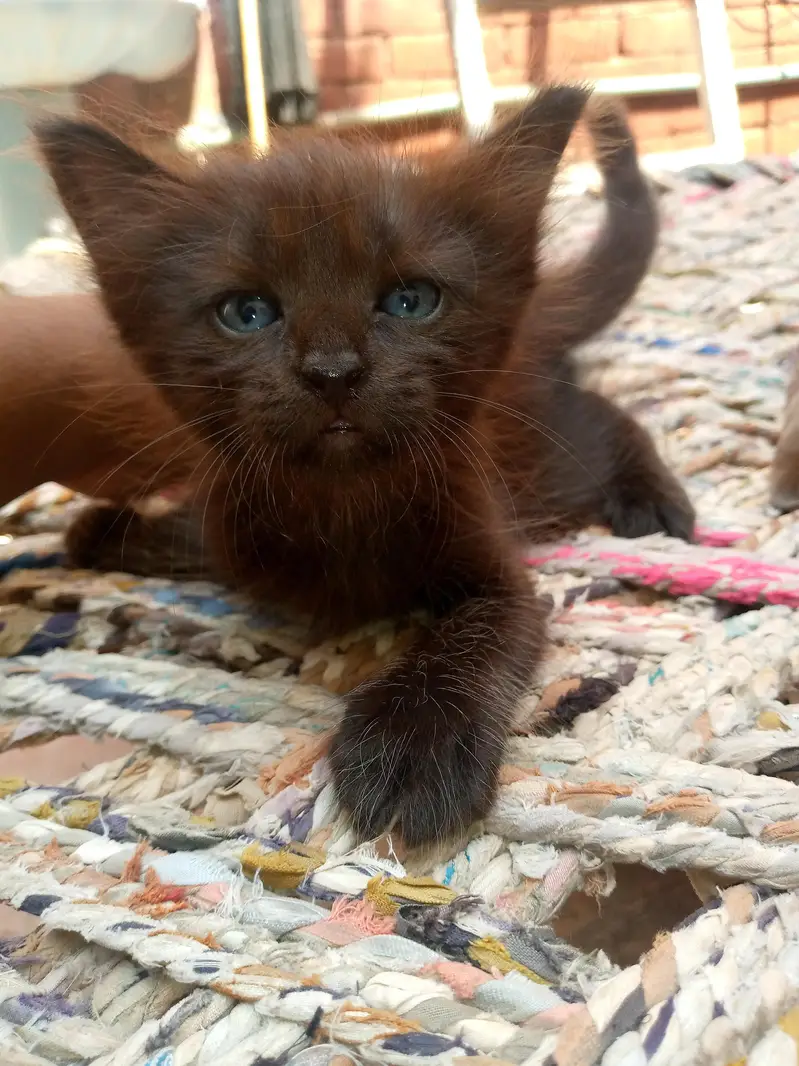 Persian kittens — photo 4