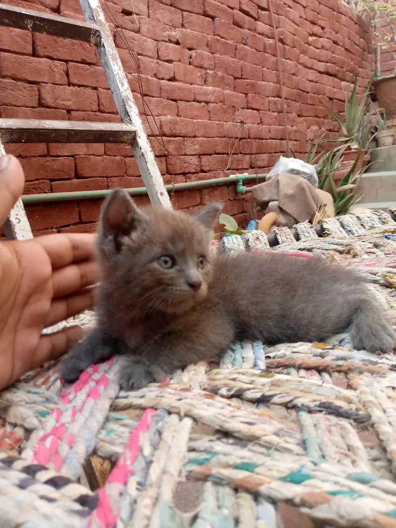 Persian kittens — photo 5