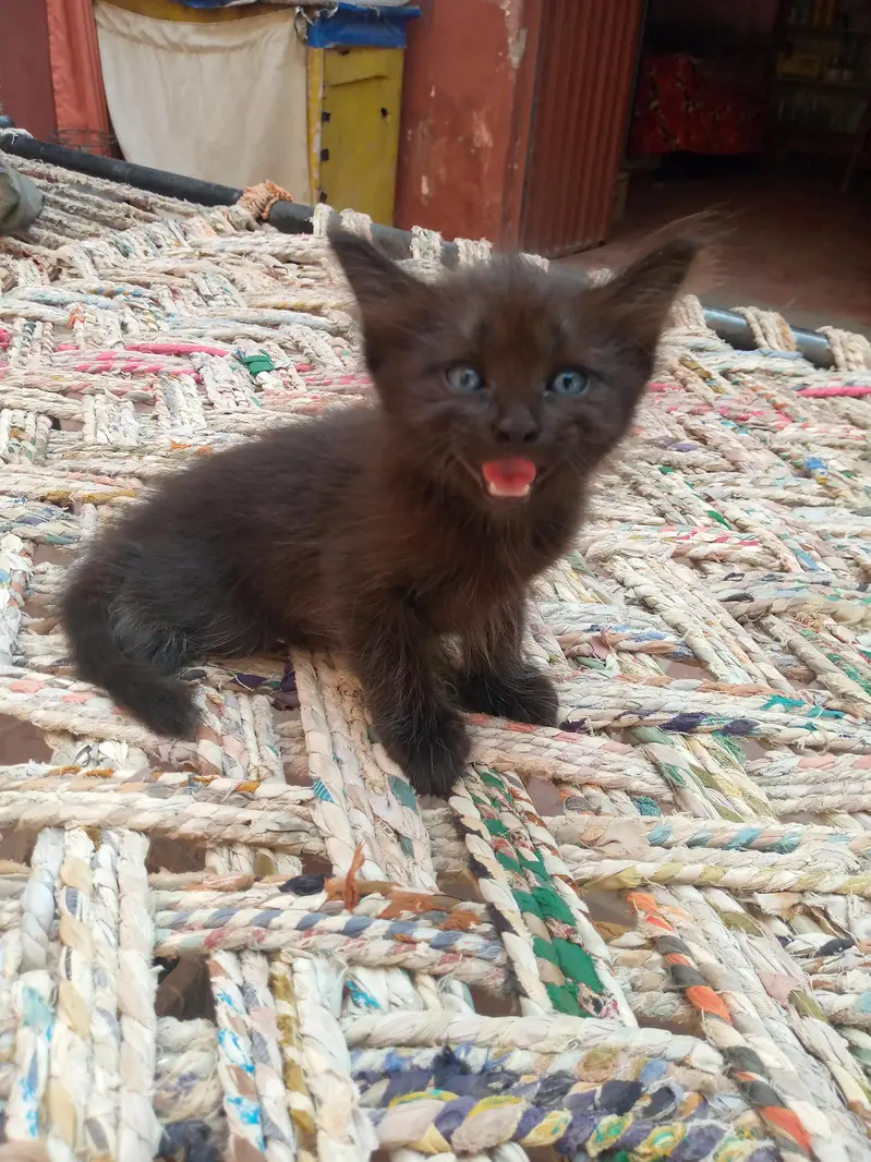 Persian kittens — photo 6