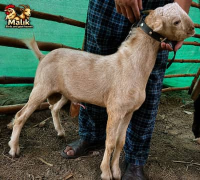bakra | bakri | Rajanpuri | teddy | burberry teedy | mundra | goat