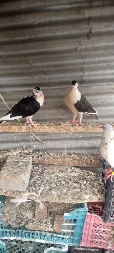 کبوتر ارجنٹ فور سیل 03091557144