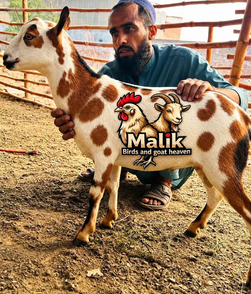 bakra | bakri | Rajanpuri | teddy | burberry teedy | mundra | goat — photo 2