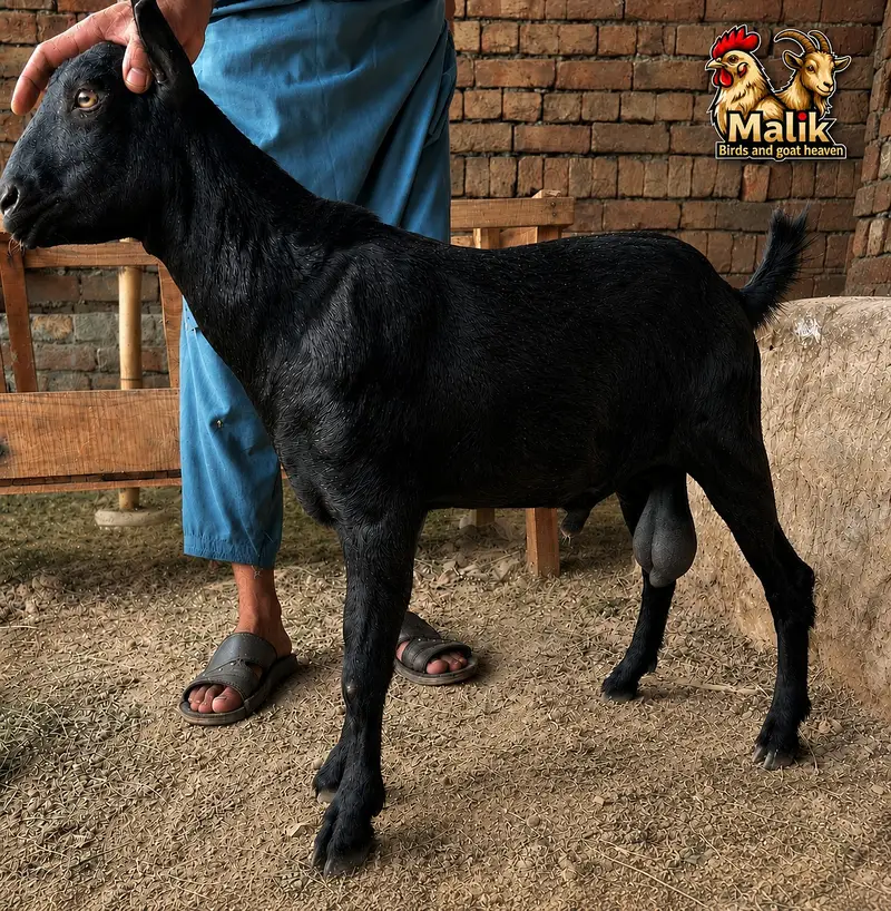 bakra | bakri | Rajanpuri | teddy | burberry teedy | mundra | goat — photo 3