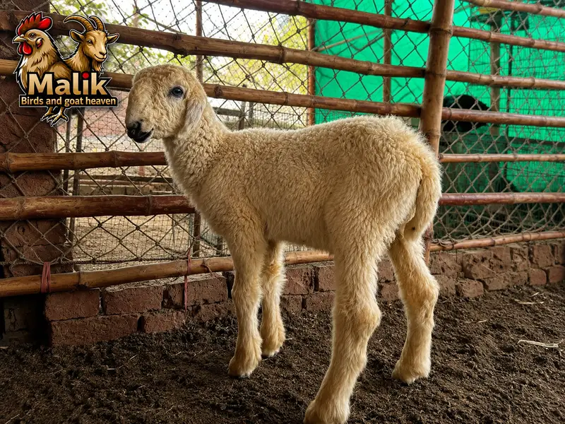 bakra | bakri | Rajanpuri | teddy | burberry teedy | mundra | goat — photo 4