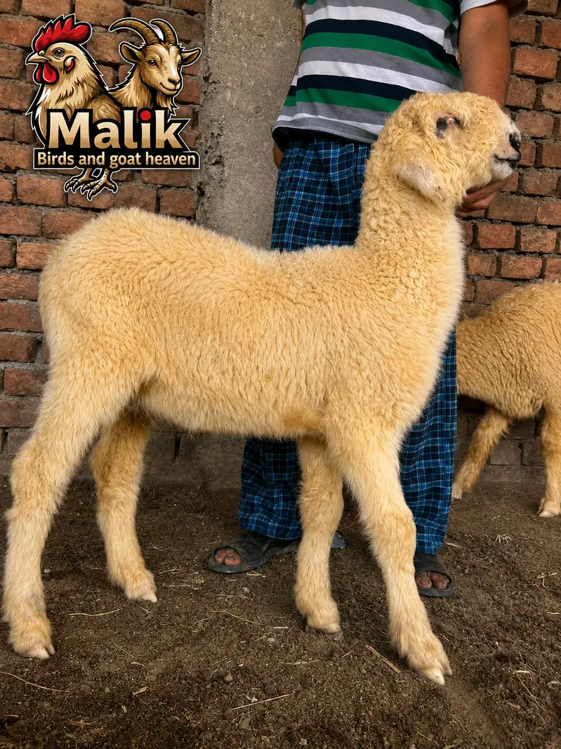 bakra | bakri | Rajanpuri | teddy | burberry teedy | mundra | goat — photo 5