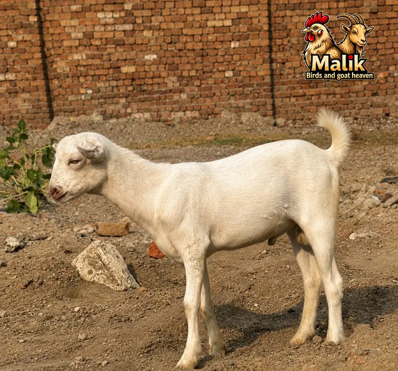 bakra | bakri | Rajanpuri | teddy | burberry teedy | mundra | goat — photo 7