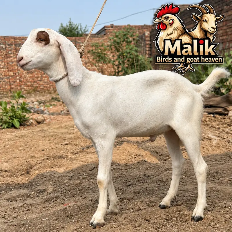 bakra | bakri | Rajanpuri | teddy | burberry teedy | mundra | goat — photo 10