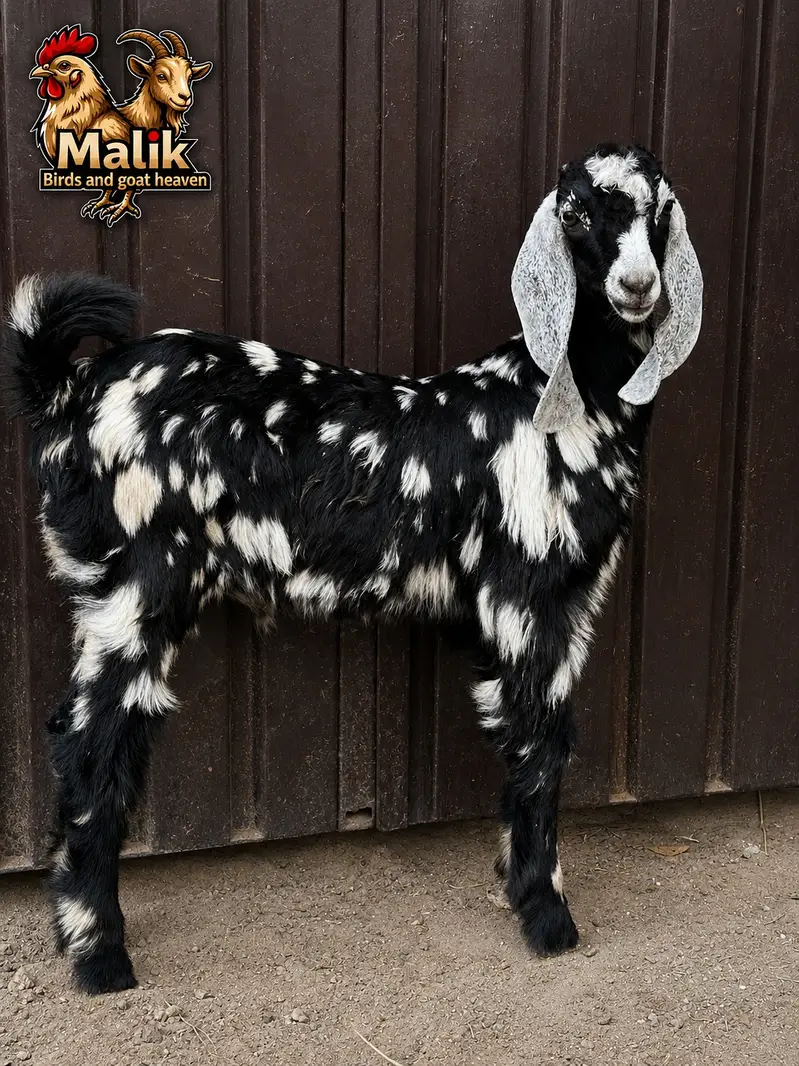 bakra | bakri | Rajanpuri | teddy | burberry teedy | mundra | goat — photo 11