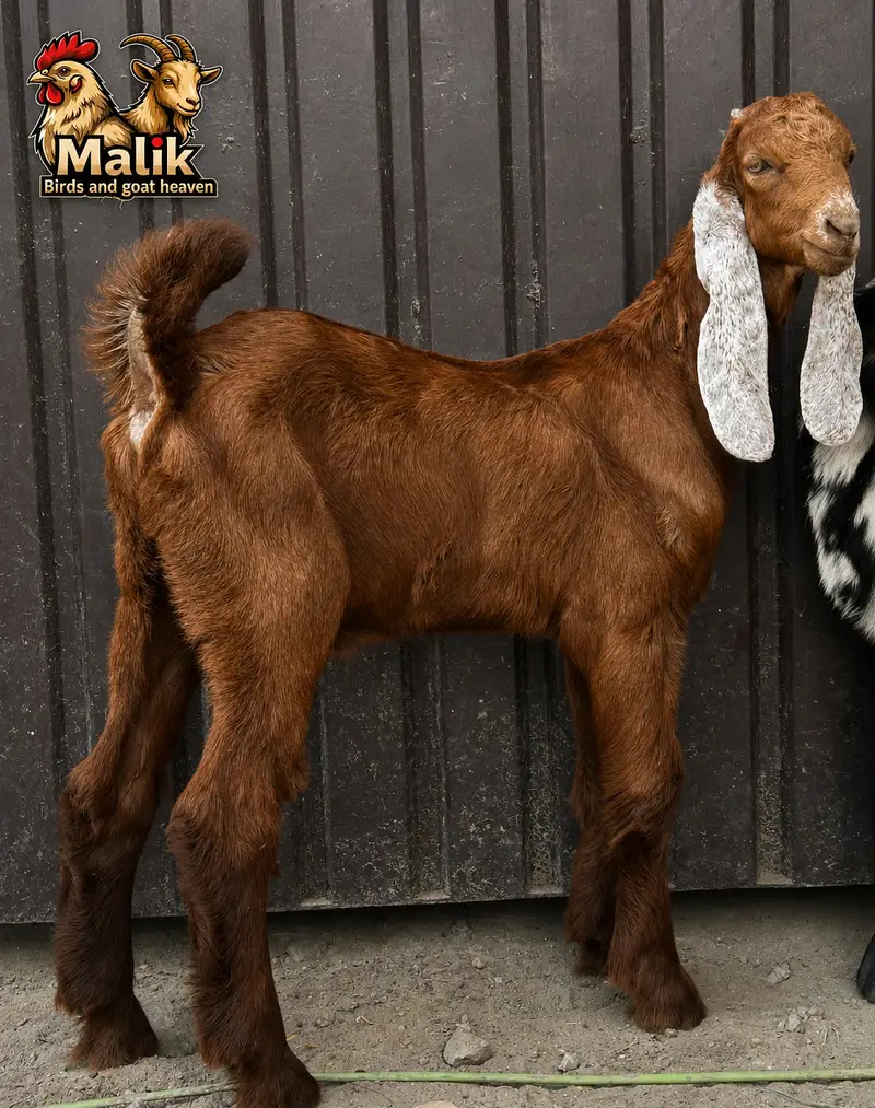 bakra | bakri | Rajanpuri | teddy | burberry teedy | mundra | goat — photo 12
