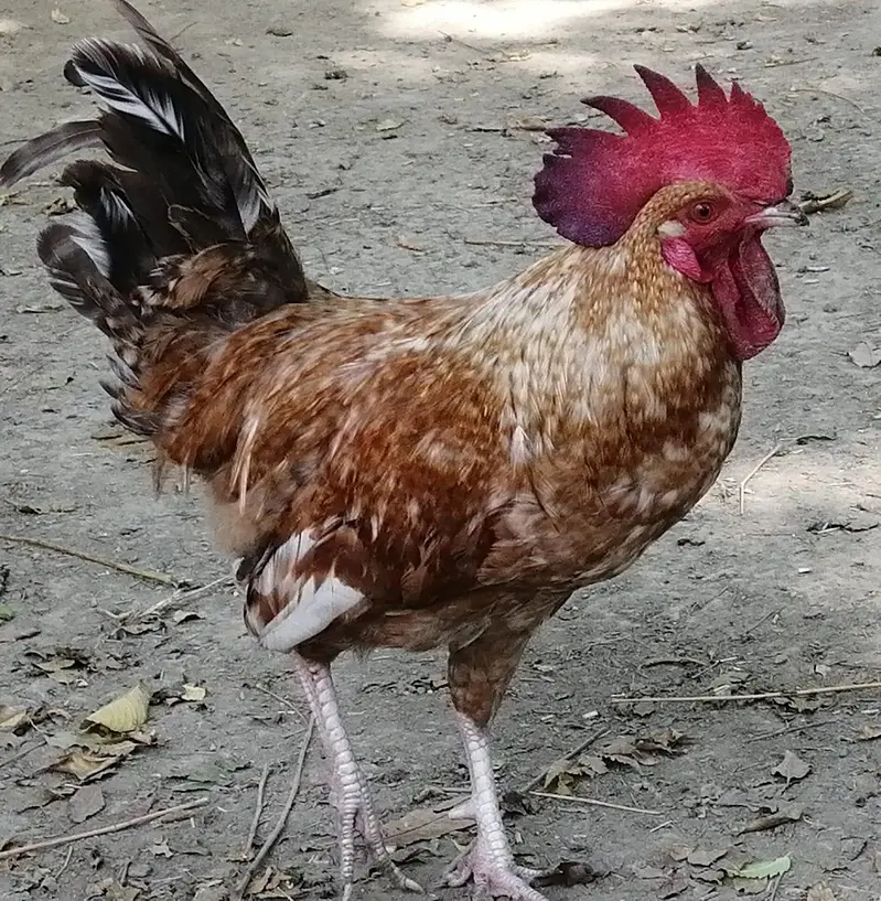 Desi Murghy For Sale — photo 2