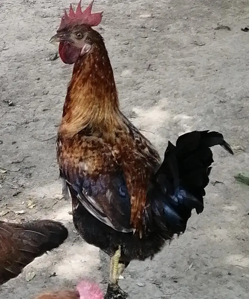 Desi Murghy For Sale — photo 3