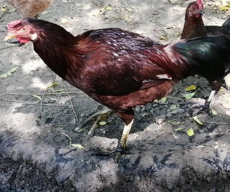Desi Murghy For Sale — photo 4