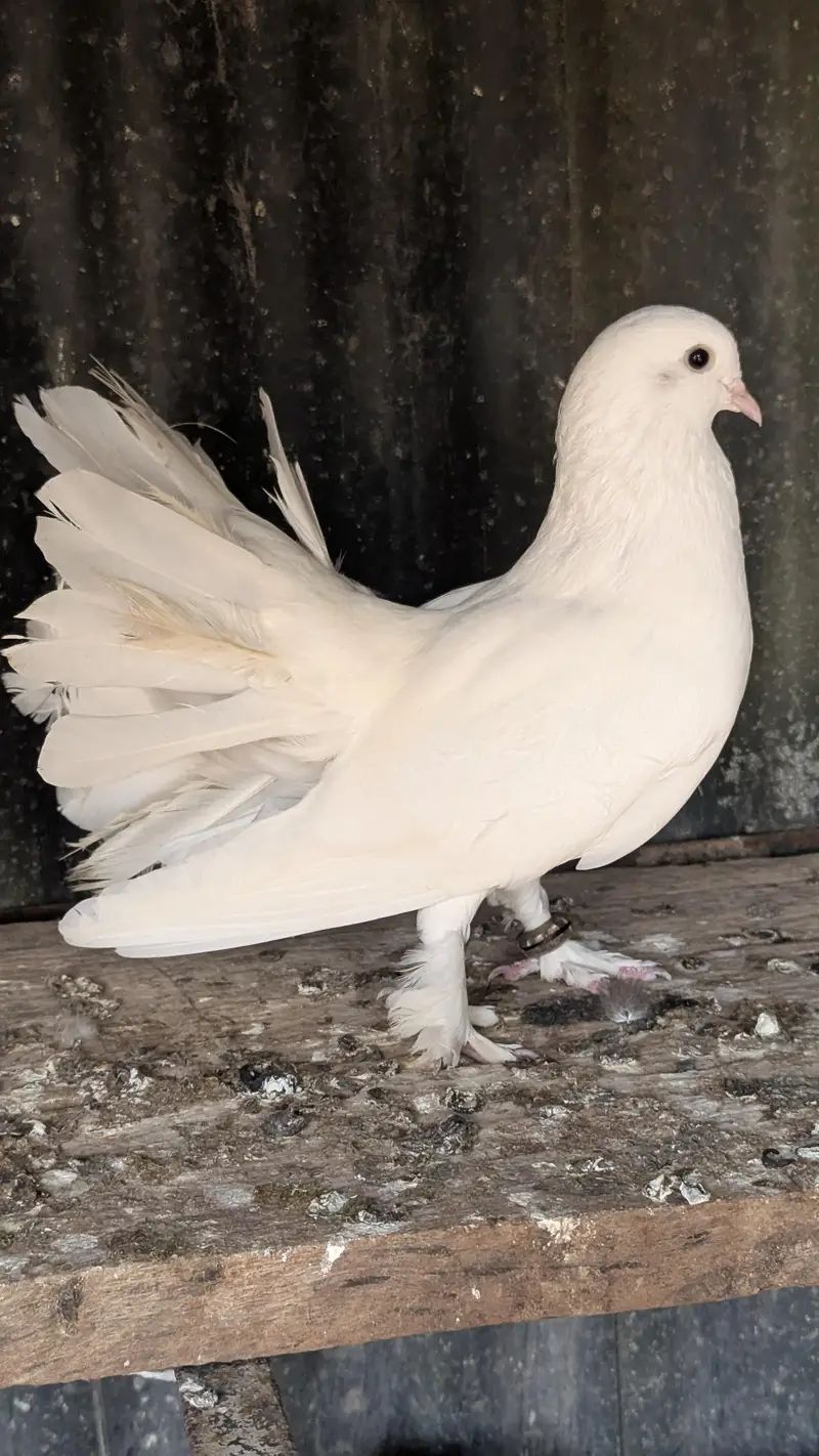White laka Pair — photo 2