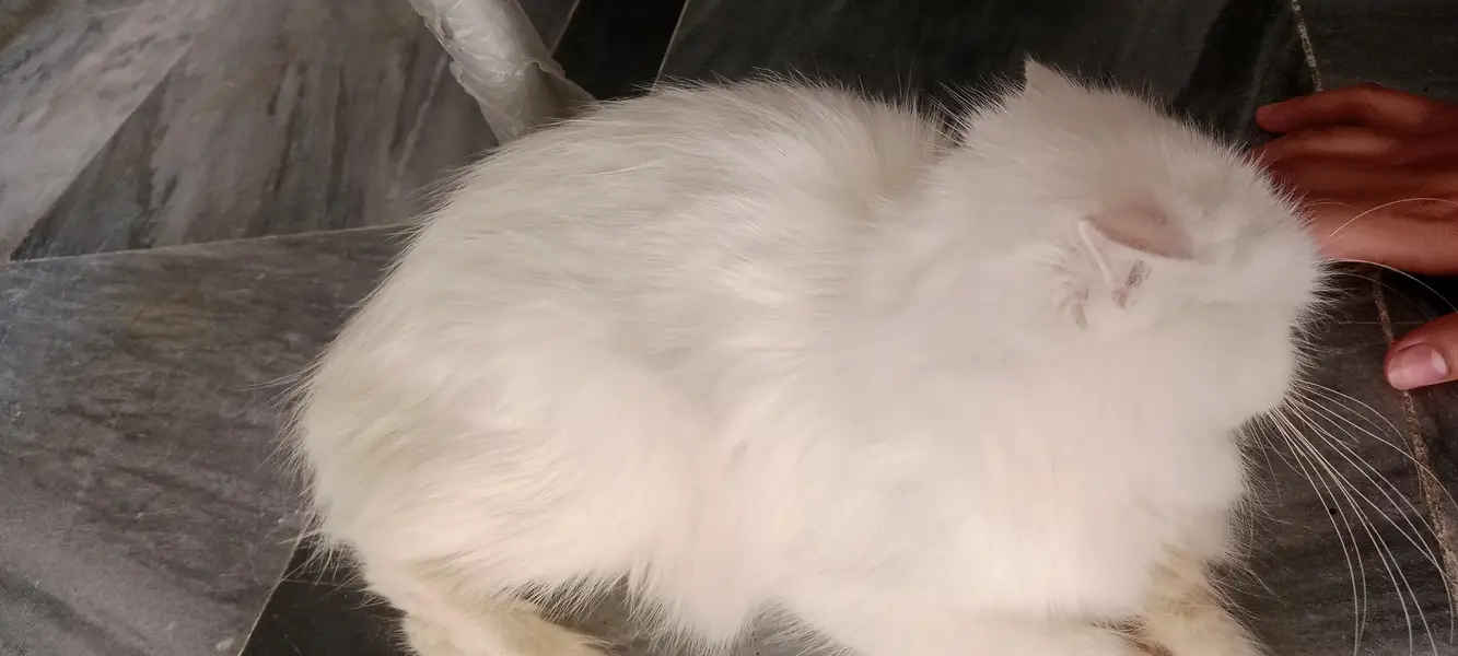 Persian female cat — photo 2