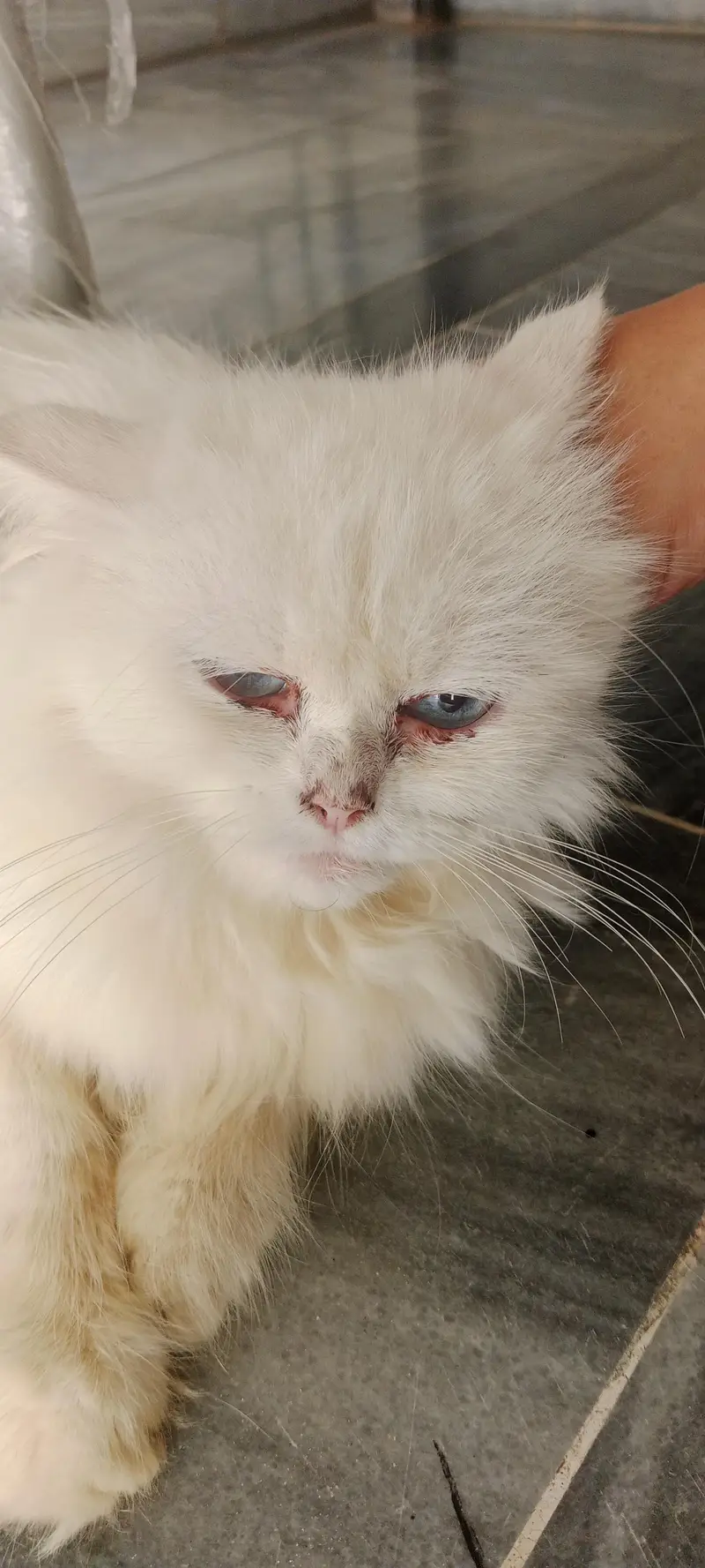 Persian female cat — photo 3