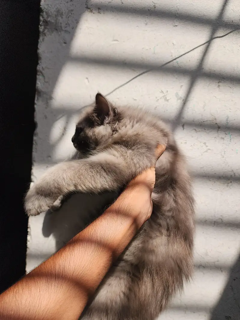 Pure persian with beautiful fluffy coat kittens for sale — photo 2