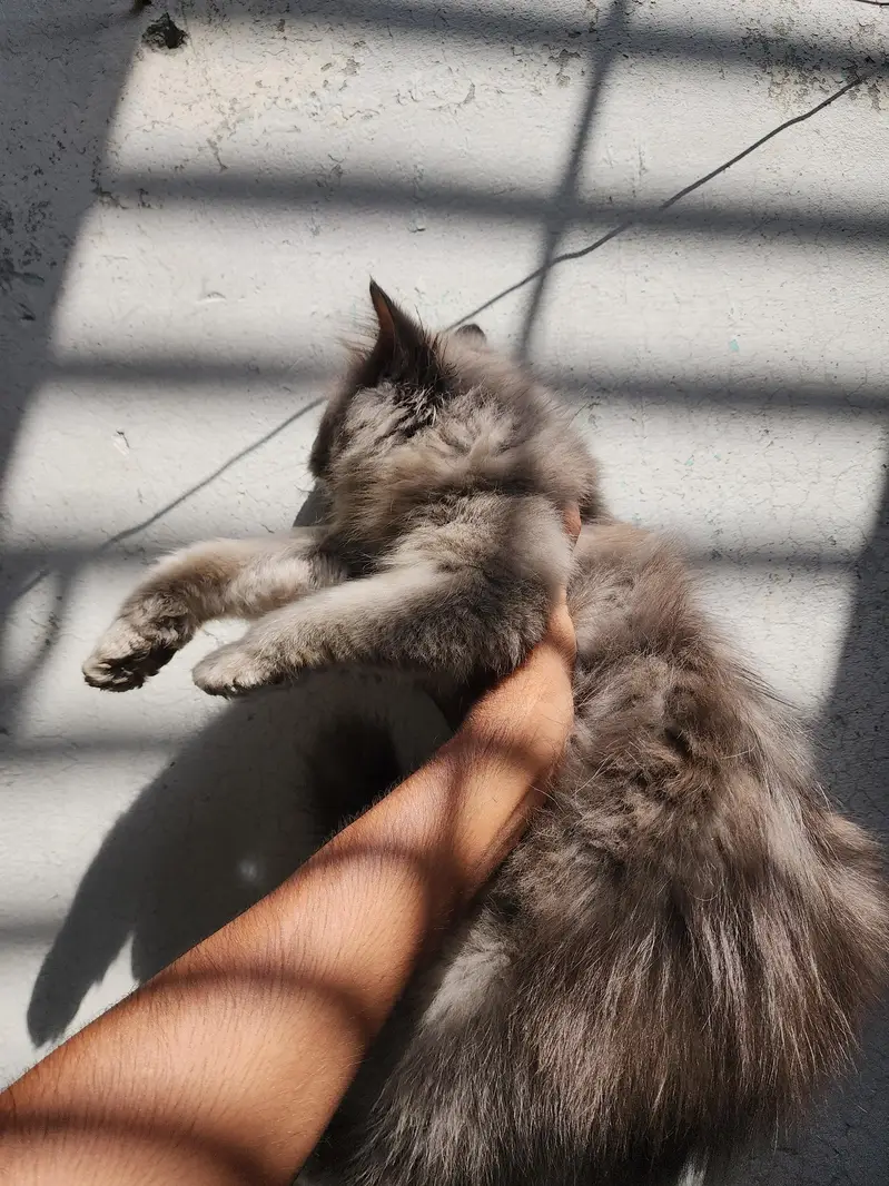 Pure persian with beautiful fluffy coat kittens for sale — photo 3