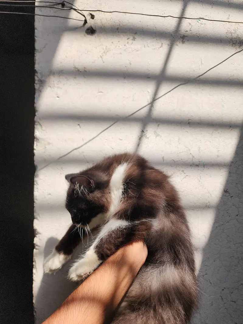 Pure persian with beautiful fluffy coat kittens for sale — photo 4