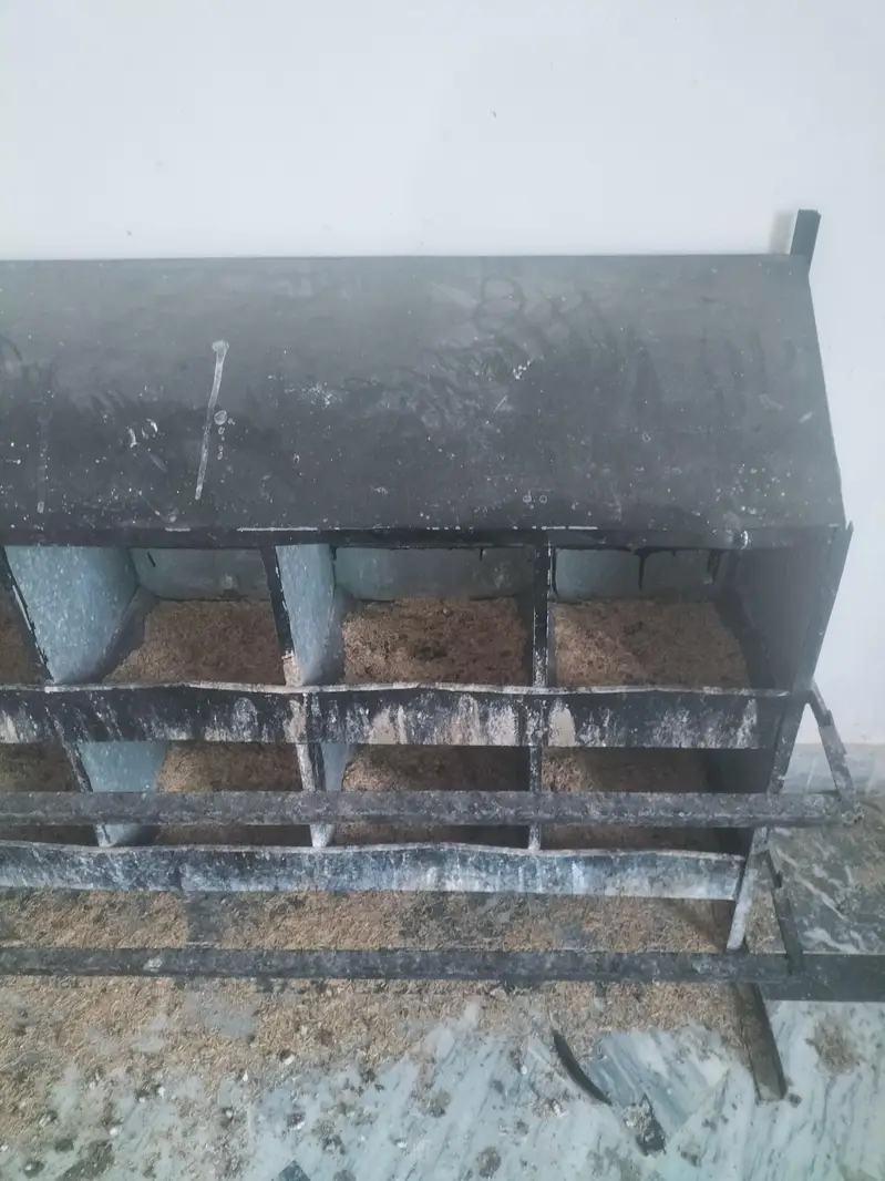 Eggs laying nests for hens — photo 2