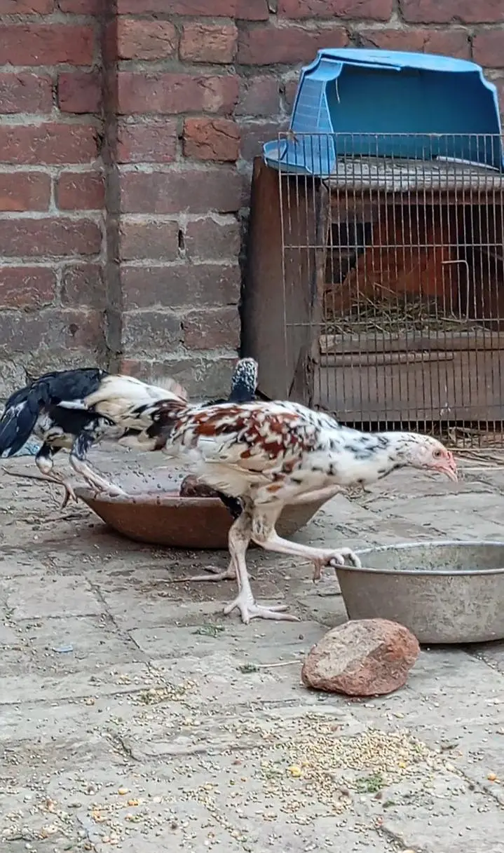 SHAMO CROSS 3 MONTH PAIR + SHAMO x DOGLI MURGI PATHA FOR SALE IN LHR — photo 2