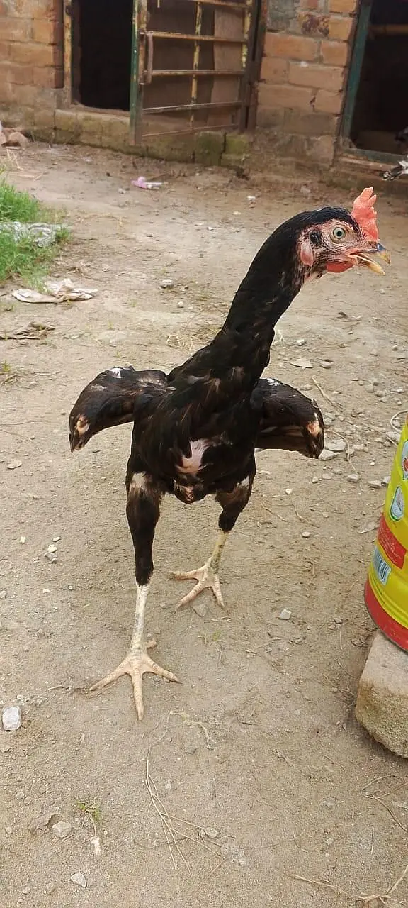 bengum breeder madee egg laying for sale — photo 2