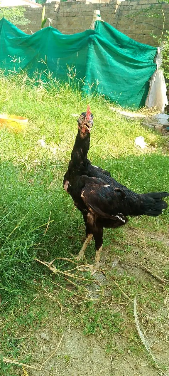 bengum breeder madee egg laying for sale — photo 4
