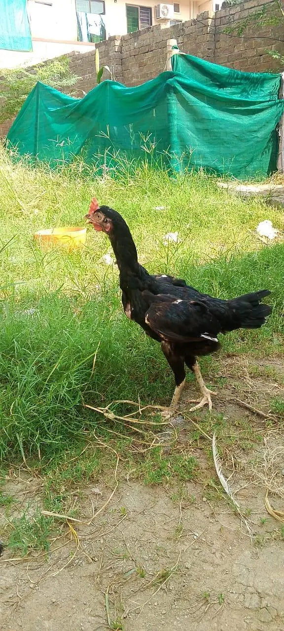 bengum breeder madee egg laying for sale — photo 5