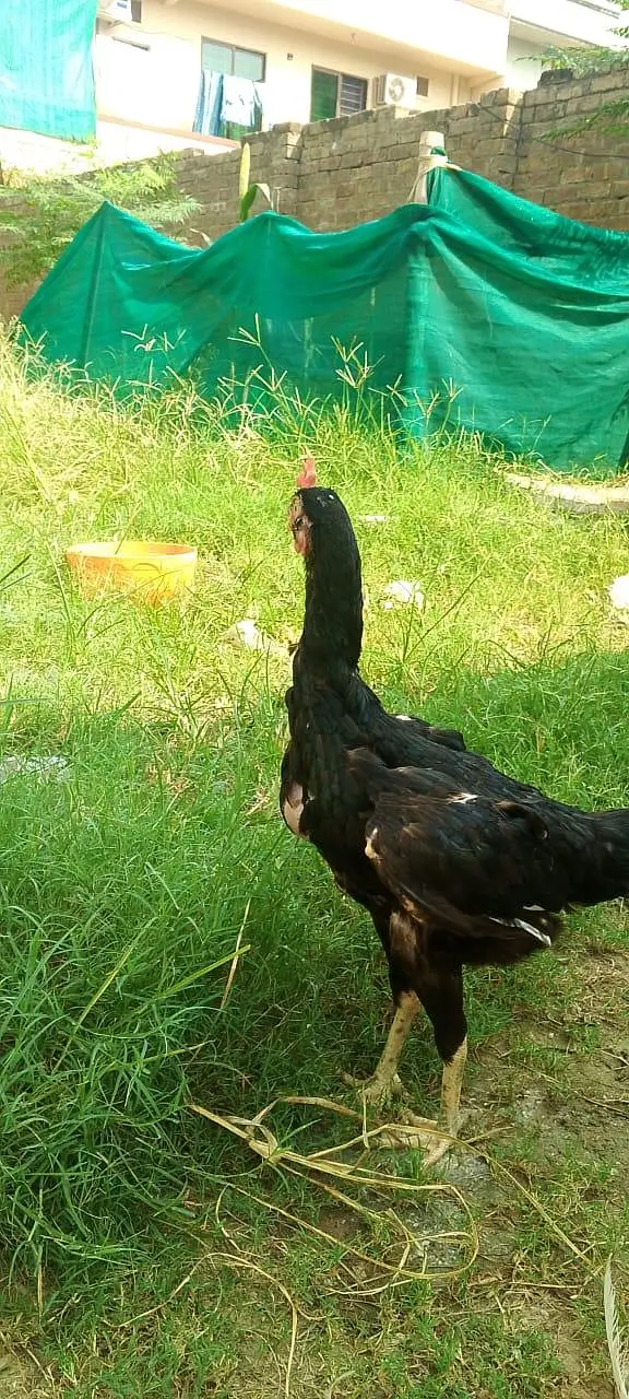 bengum breeder madee egg laying for sale — photo 6