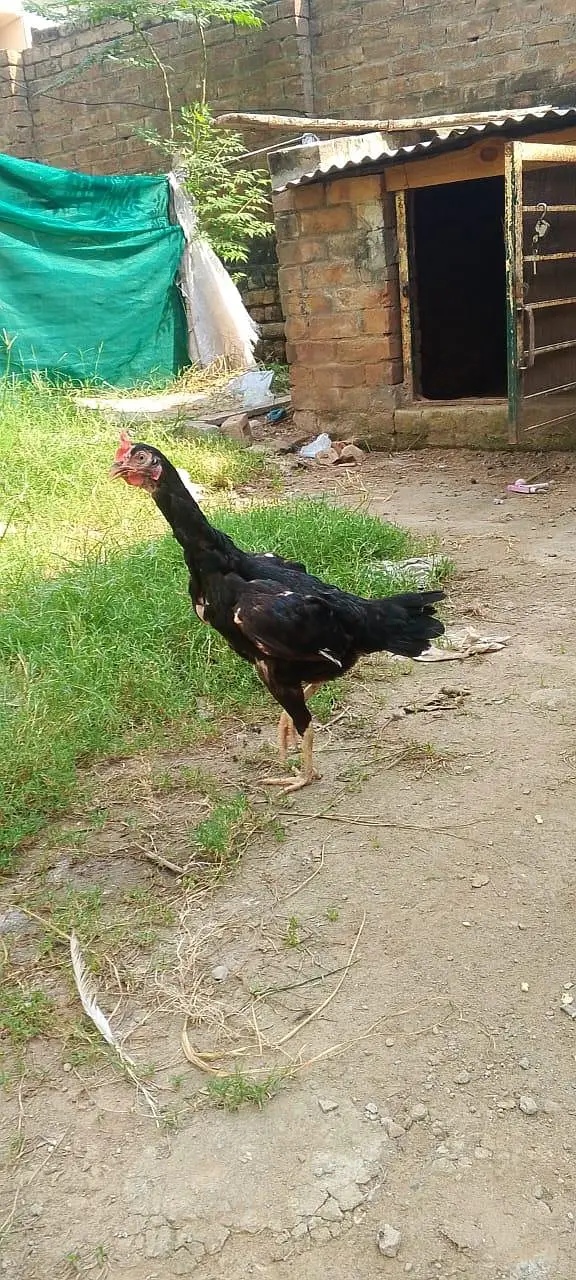 bengum breeder madee egg laying for sale — photo 7