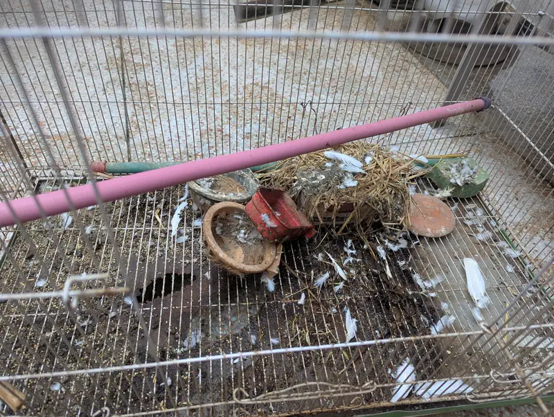 3 Birds Cage — photo 4