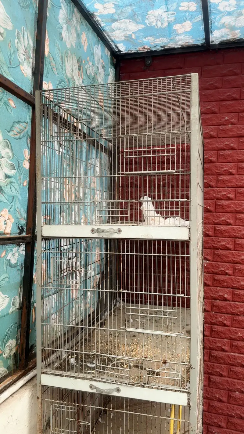 Love birds cage — photo 2