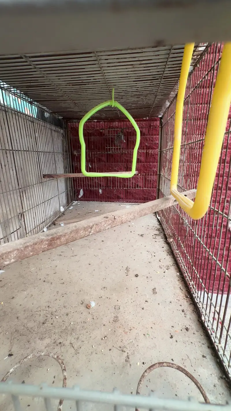 Love birds cage — photo 3