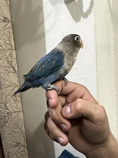Fully Handtame Lovebird
