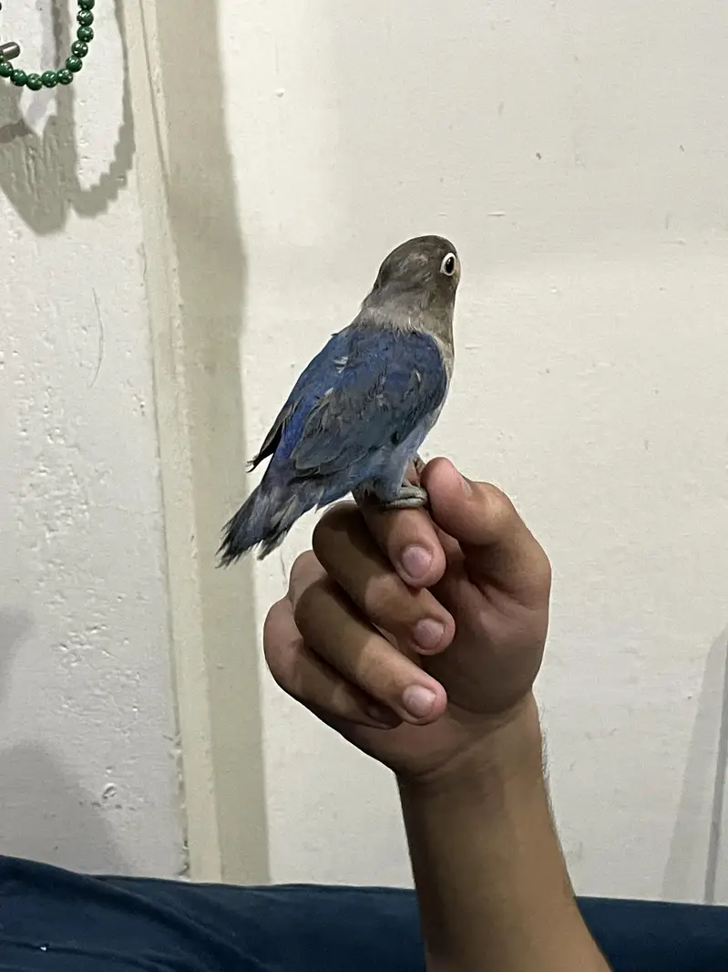 Fully Handtame Lovebird & Cockatiel — photo 3