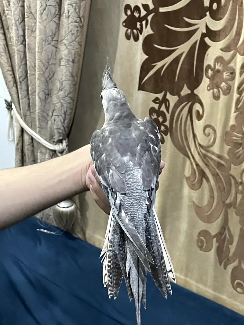 Fully Handtame Lovebird & Cockatiel — photo 4