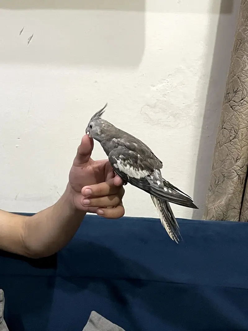 Fully Handtame Lovebird & Cockatiel — photo 5