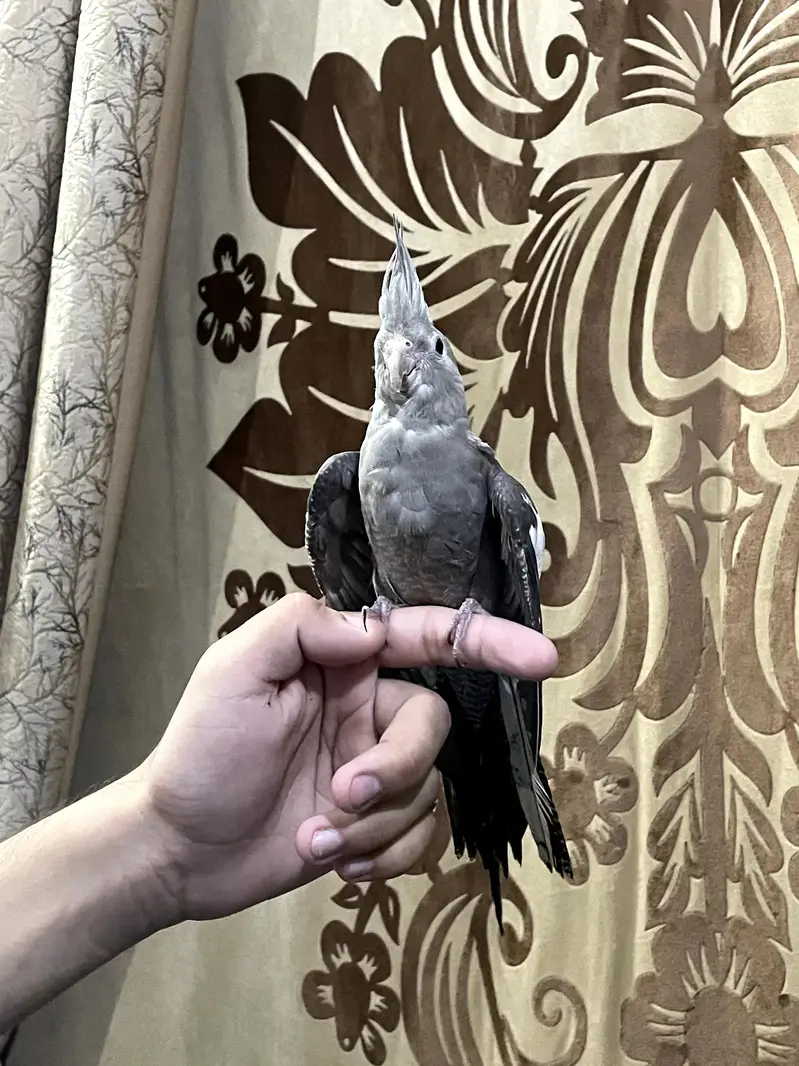 Fully Handtame Lovebird & Cockatiel — photo 6