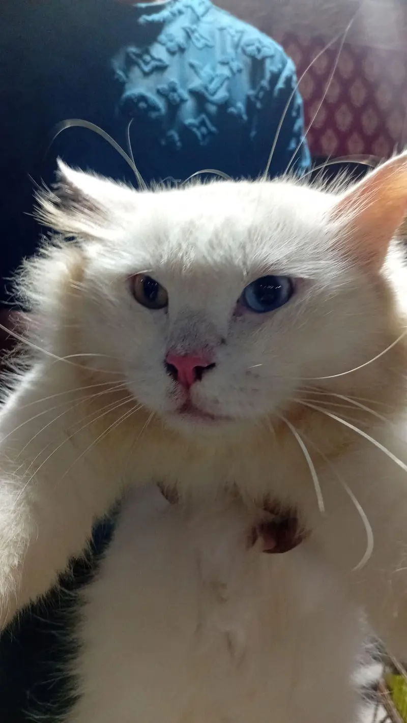 want to sell my Persian odd eyes male cat — photo 2