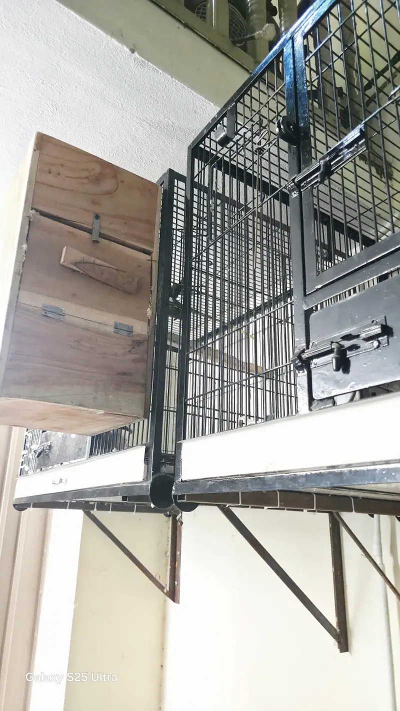 2 cages with 1 breading box — photo 3