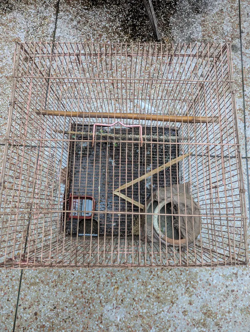 3 Birds Cage — photo 6