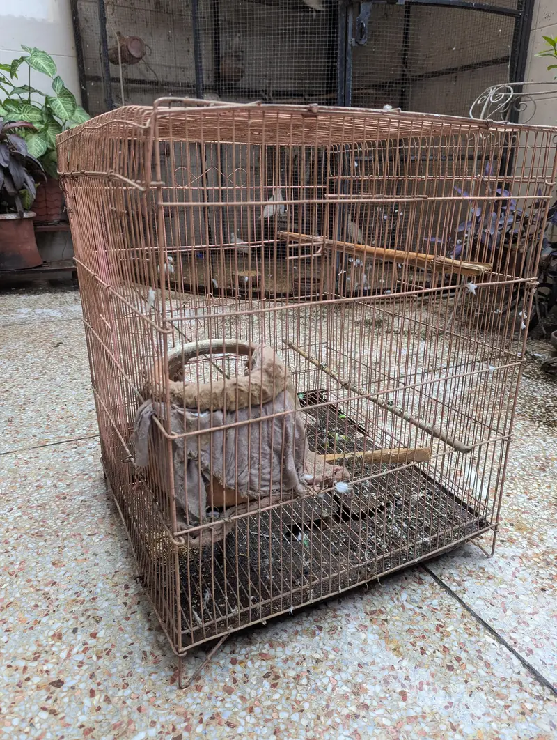3 Birds Cage — photo 7