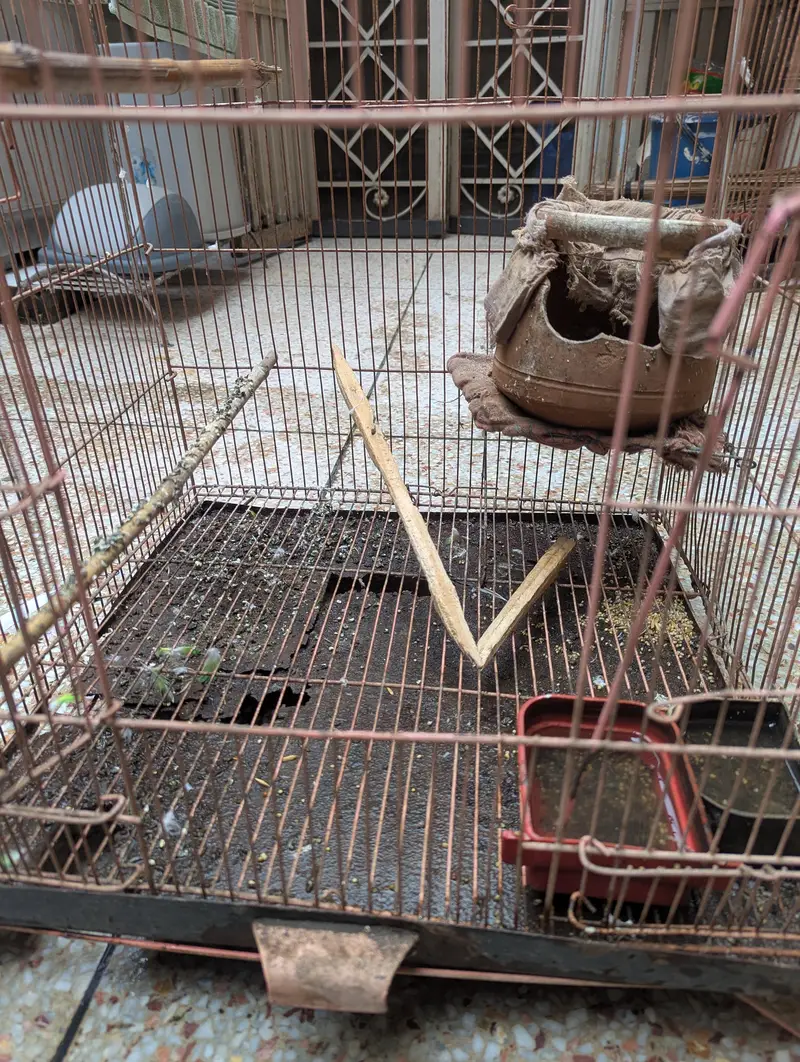 3 Birds Cage — photo 8