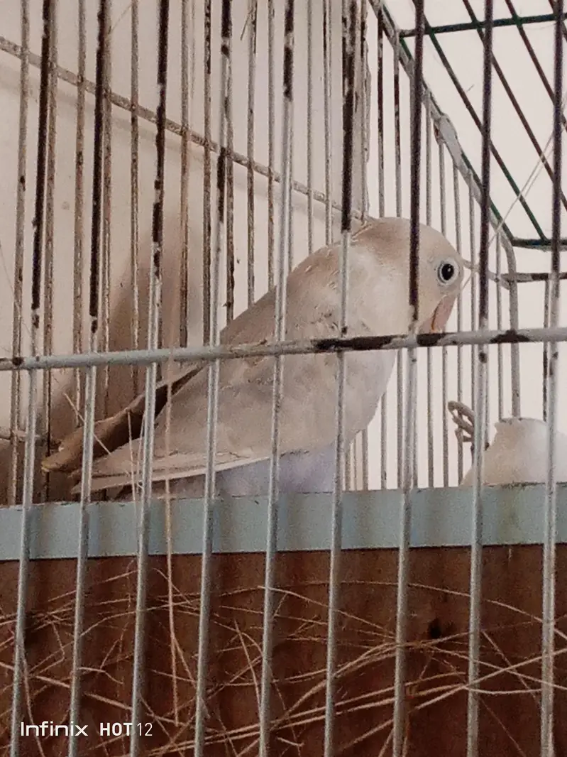 blue  and white and female cremeno cross — photo 3