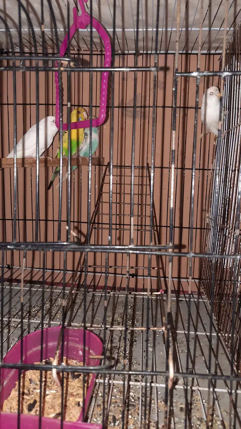 parrots — photo 2