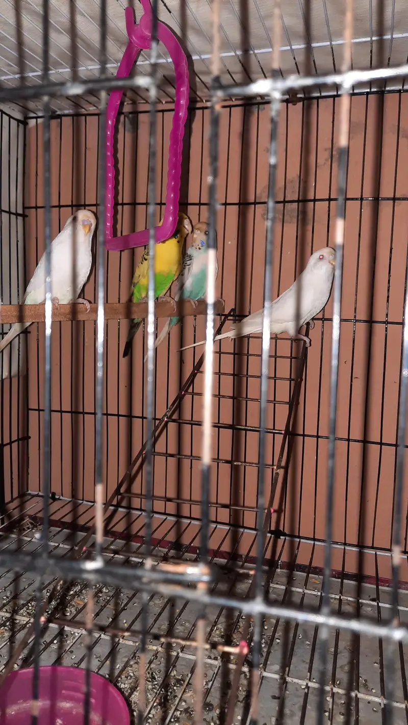 parrots — photo 3