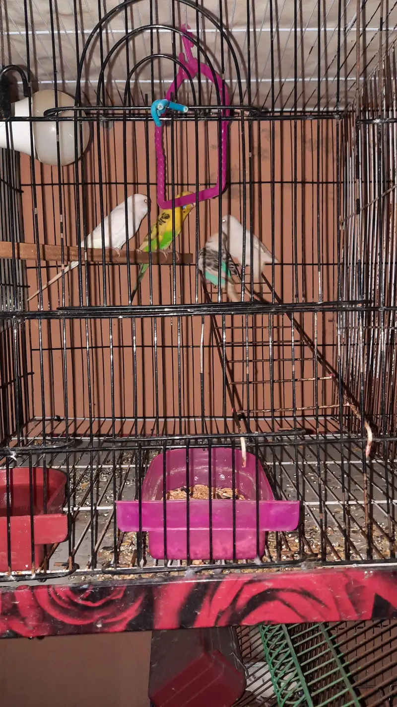 parrots — photo 4