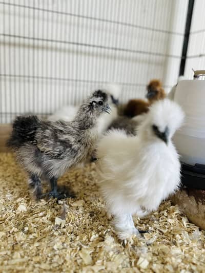 Silky white ,Silkie bantam frizzle fancy pair Silki  grey