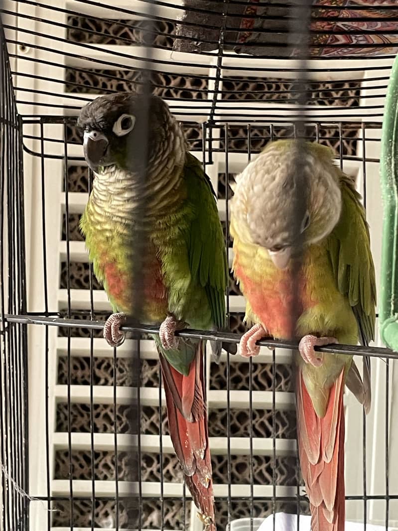 Green Cheeck Conure 0