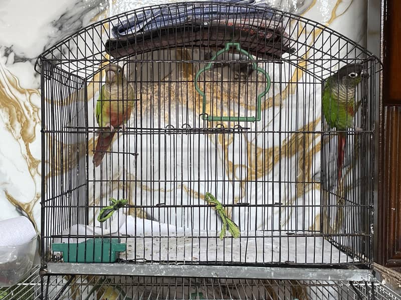 Green Cheeck Conure 1